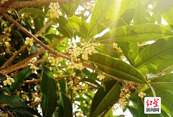 （轉載）一條“桂花味”的city walk路線請查收 公園城市《賞桂地圖》出爐_fororder_1695887942608
