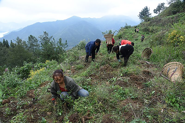 廣元青川：“白葉一號”茶園忙管護 走實茶農致富路_fororder_給茶園除草-(2)(1)