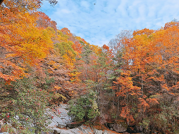 第二十一屆四川光霧山國際紅葉節開幕_fororder_黑熊溝美景2