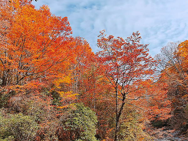 第二十一屆四川光霧山國際紅葉節開幕_fororder_黑熊溝美景1