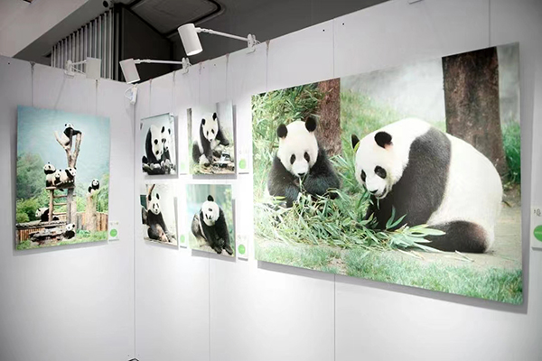 太酷炫啦！“熊貓回家”新國風藝術巡展（雅安站）震撼來襲_fororder_展覽的熊貓攝影作品-供圖-雅安市委宣傳部