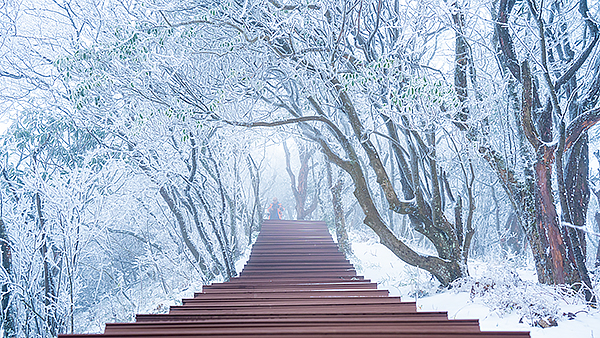 廣元旺蒼迎來初雪 上萬株高山杜鵑呈現霧凇美景_fororder_CJP05429