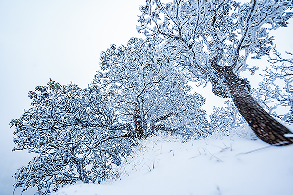 廣元旺蒼迎來初雪 上萬株高山杜鵑呈現霧凇美景_fororder_CJP05453