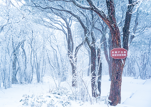 廣元旺蒼迎來初雪 上萬株高山杜鵑呈現霧凇美景_fororder_CJP05366