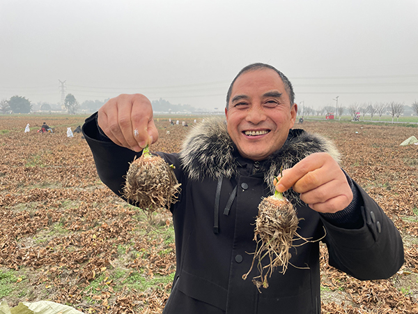（首家附連結）眉山市東坡區3萬畝澤瀉將在12月中旬開始采收_fororder_澤瀉-供圖-東坡區委宣傳部