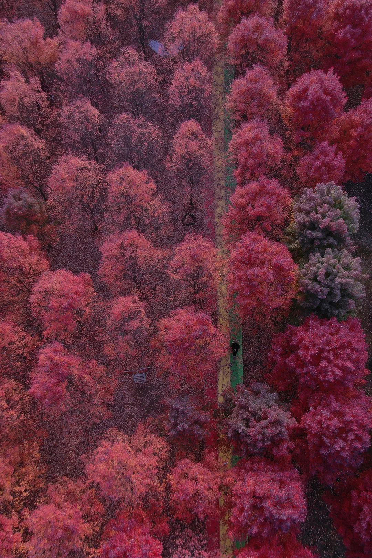 楓葉紅 秋韻濃 眉山東坡楓林迎來最佳觀賞季_fororder_紅葉滿林-供圖-東坡區委宣傳部