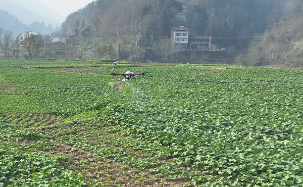 達州宣漢：49萬畝油菜安全越冬_fororder_20f6875b549df568ebd957d6338cf0f