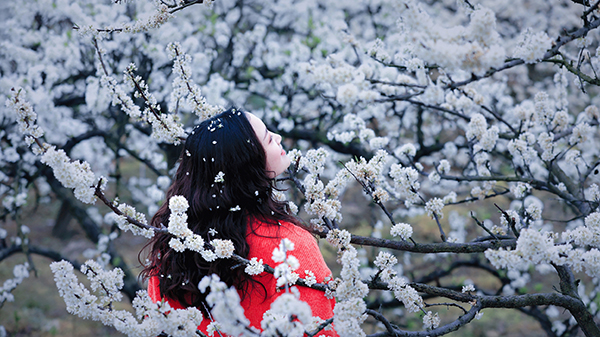 達州宣漢：萬畝李花肌如雪 笑迎四面八方客_fororder_1-(4)