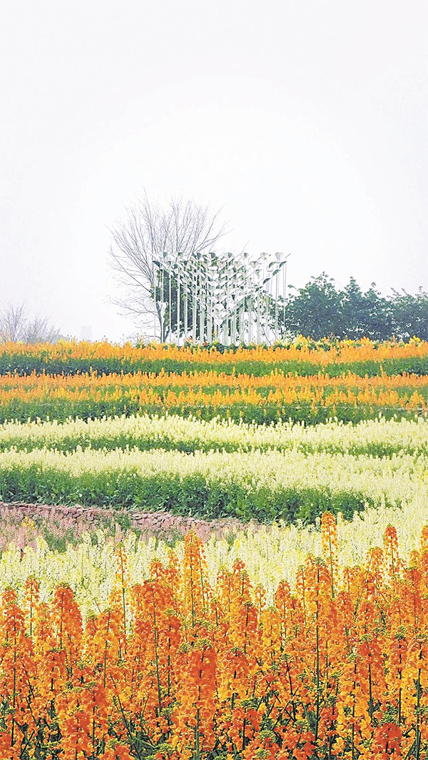 （轉載）金波泛浪踏春風 油菜花香滿蓉城_fororder_未標題-1