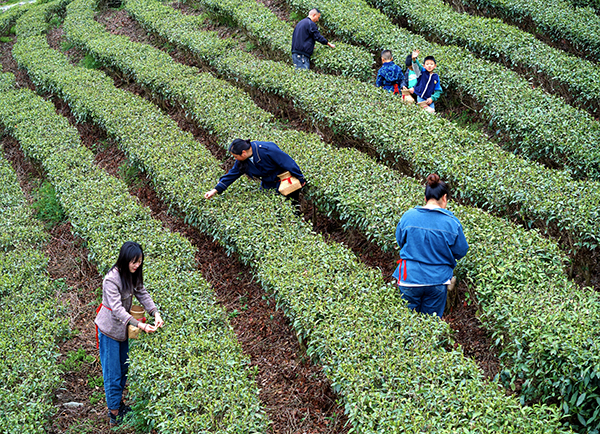 綿陽平武：春暖茶韻濃 遊客採茶忙_fororder_DJI_20240404093624_0161_D_副本_副本