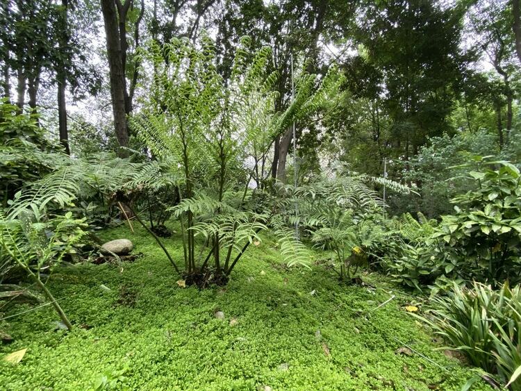 （轉載）走！活水公園看“桐妹兒”開花