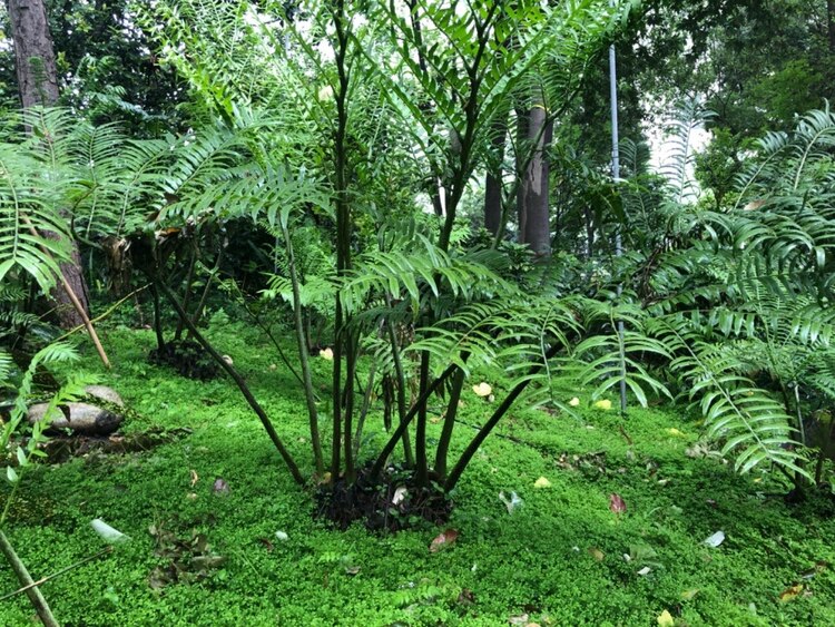 （轉載）走！活水公園看“桐妹兒”開花