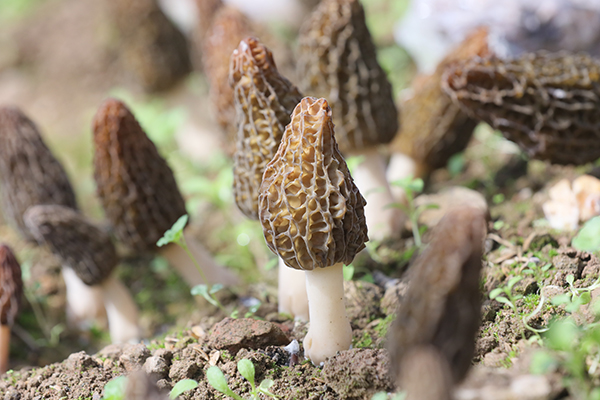 廣元青川：春來第一鮮 羊肚菌喜獲豐收_fororder_新鮮成熟的羊肚菌
