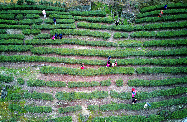 綿陽平武：春暖茶韻濃 遊客採茶忙_fororder_DJI_20240404092941_0143_D_副本_副本