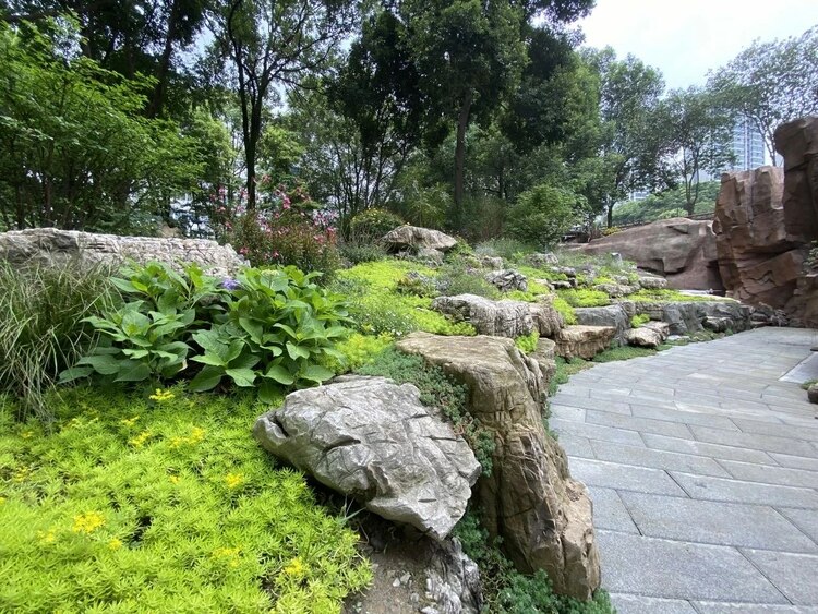（轉載）走！活水公園看“桐妹兒”開花