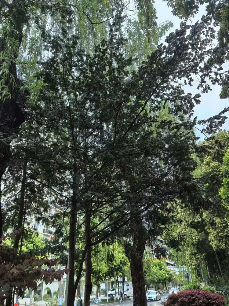 （轉載）走！活水公園看“桐妹兒”開花