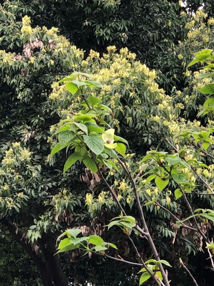 （轉載）走！活水公園看“桐妹兒”開花