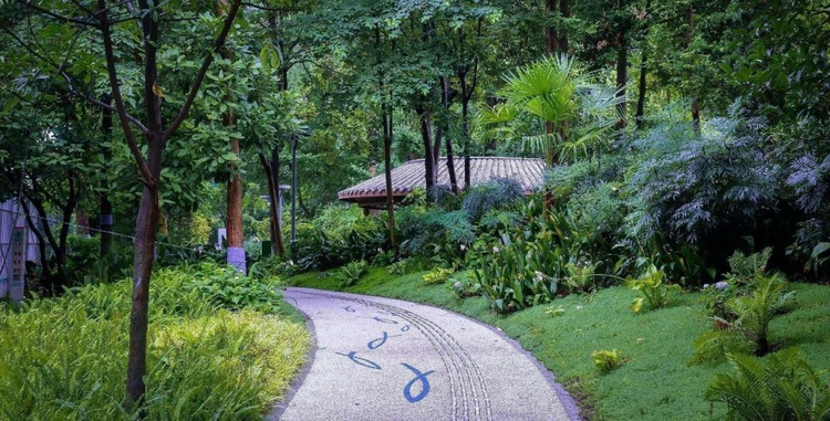 （轉載）走！活水公園看“桐妹兒”開花