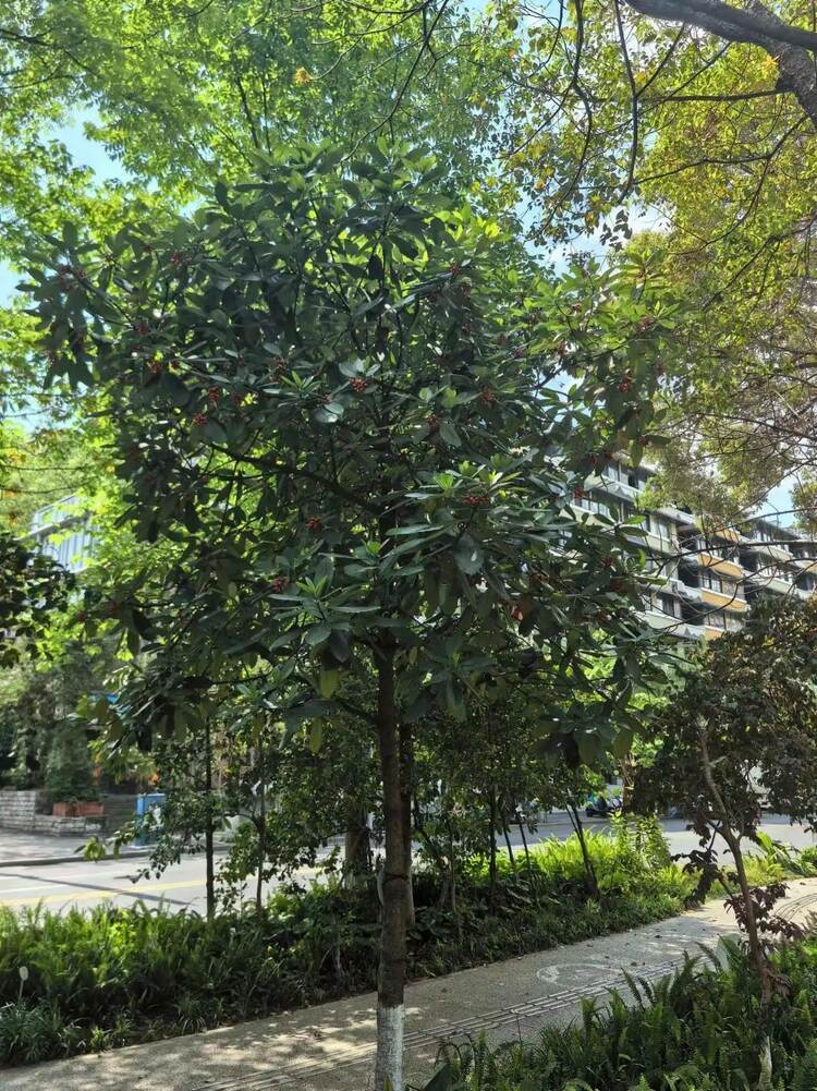 （轉載）走！活水公園看“桐妹兒”開花