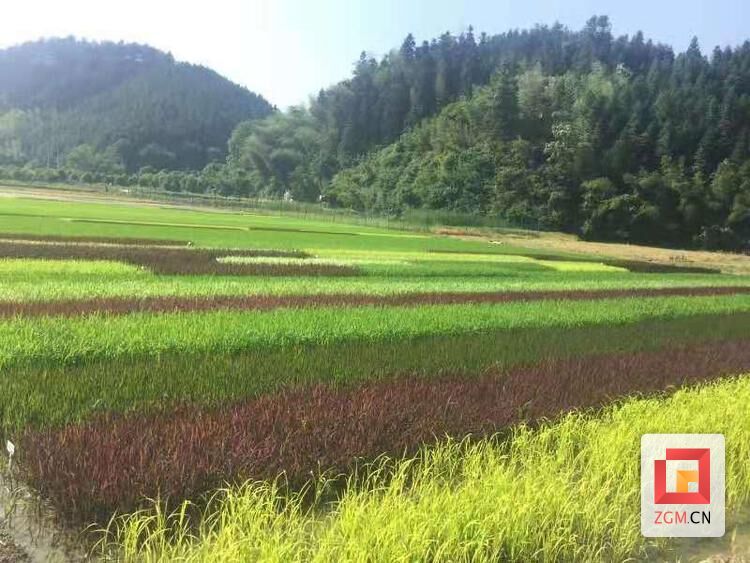 （轉載）自貢沿灘區永安鎮：200畝彩色水稻助推鄉村旅遊浪潮