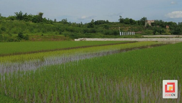 （轉載）自貢沿灘區永安鎮：200畝彩色水稻助推鄉村旅遊浪潮