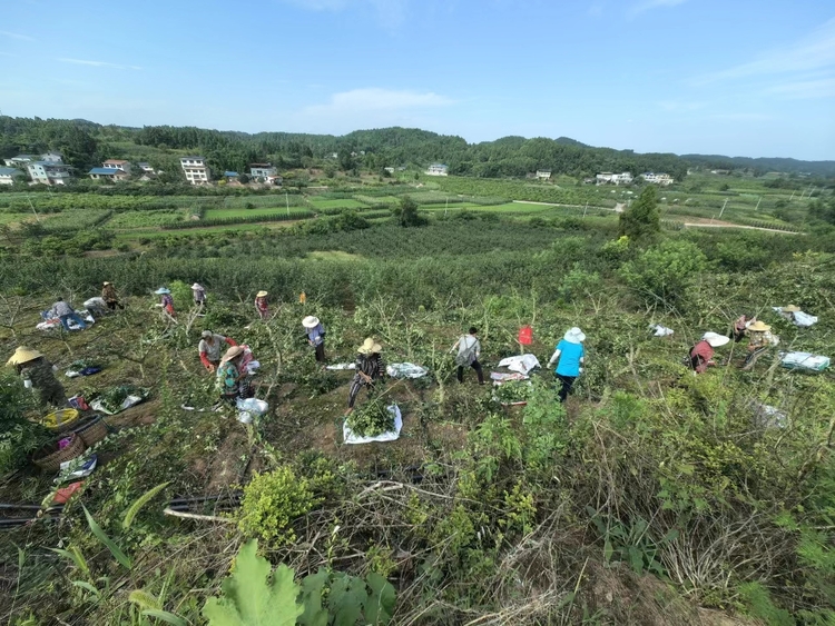 資陽安岳：“小”花椒為鄉村振興增“香”添“味”_fororder_工人們正在勞作