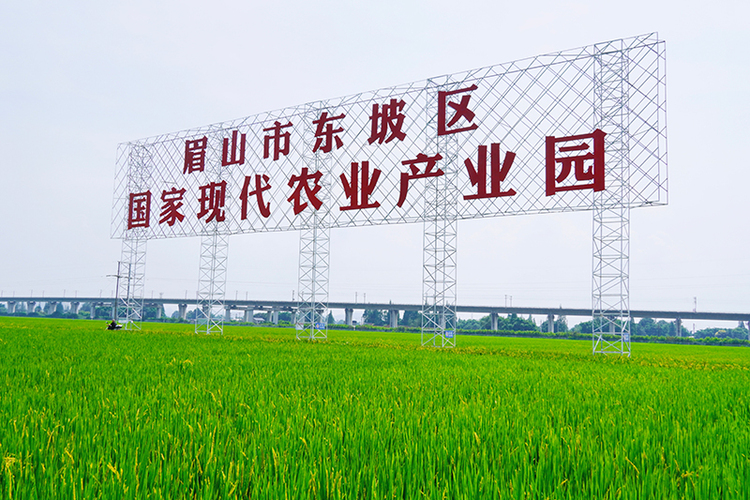 眉山東坡永豐村：城鄉無縫融合 駛入鄉村振興快車道_fororder_眉山市東坡區國家現代農業産業園-攝影-呂鳳瑤