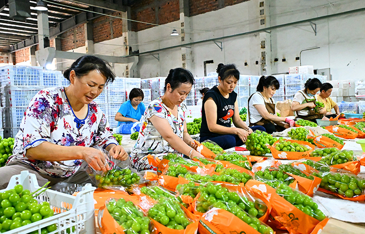 眉山仁壽：電商新業態拓寬水果銷路 助力農民增收_fororder_在仁壽縣鏵銳電商綜合服務站，工人正在分揀網銷葡萄-攝影-潘建勇