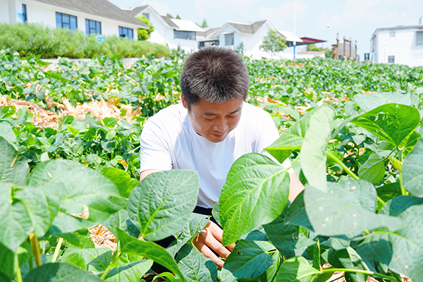 天府糧倉故事·仁壽｜種植大戶廖路平：國家政策好 農業有很大機遇_fororder_廖路平查看農作物長勢情況-攝影-呂鳳瑤