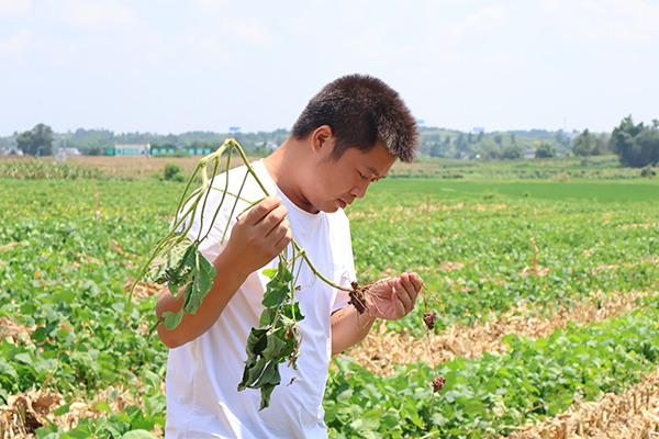 天府糧倉故事·仁壽｜種植大戶廖路平：國家政策好 農業有很大機遇_fororder_廖路平正在勞作-攝影-顏菲