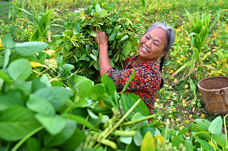 眉山仁壽：小毛豆成大産業_fororder_圖片-1