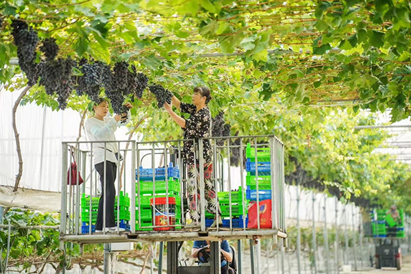葡萄架下開出“文明花” 眉山彭山區觀音街道果園村上榜“全國文明村鎮”_fororder_圖片-1
