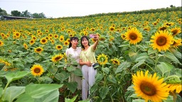 眉山仁壽：葵花朵朵開 美景引客來