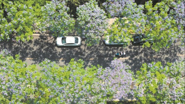 藍花楹盛放 街頭邂逅藍紫色浪漫