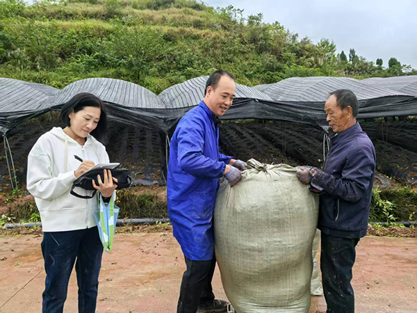 畝産400公斤 資陽首個淫羊藿種植基地迎來豐收季_fororder_圖片-4