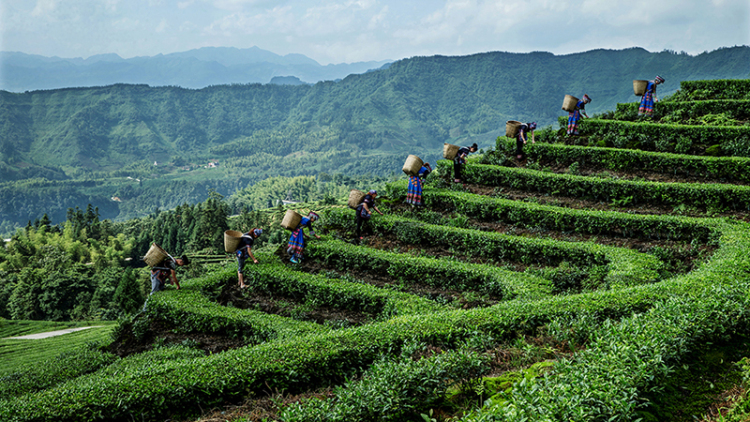 宜賓珙縣：“村BA”點燃鄉村振興“多巴胺”_fororder_鹿鳴茶海-供圖-珙縣縣委宣傳部