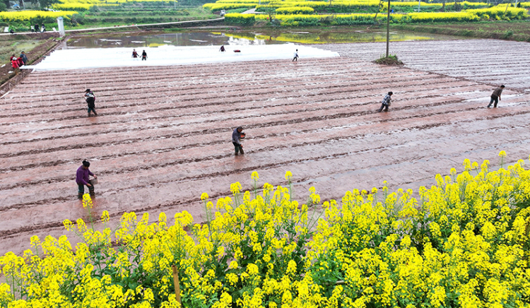 眉山仁壽：水稻育秧忙_fororder_2025年3月20日，在眉山市仁壽縣彰加鎮禮周村，村民在進行育秧作業。-(2)