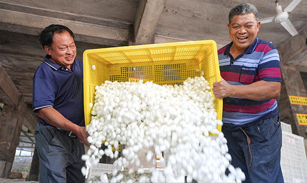 宜賓高縣：春繭迎豐收 蠶農繭款收入預計超1.7億元_fororder_蠶農笑開顏-攝影-陶坤