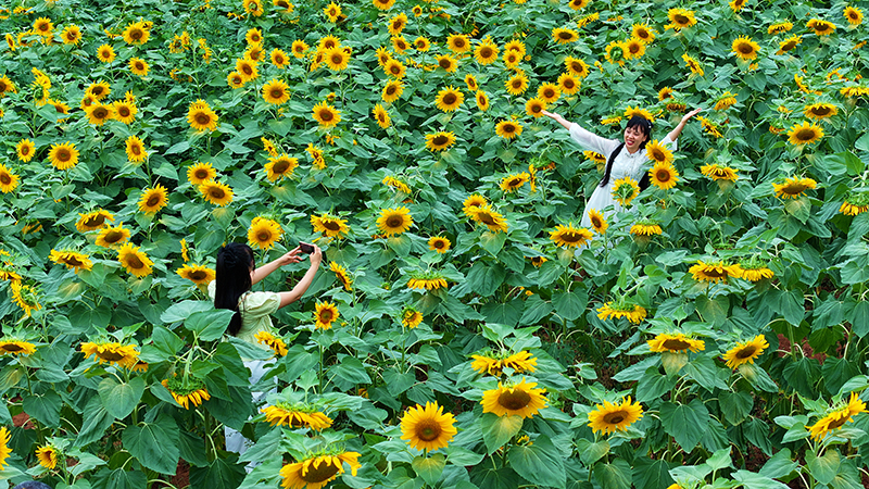 眉山仁壽：葵花朵朵開 美景引客來_fororder_2025年6月7日，在四川省眉山市仁壽縣鐘祥鐘青石社區，遊客在向日葵花田賞花拍照。07