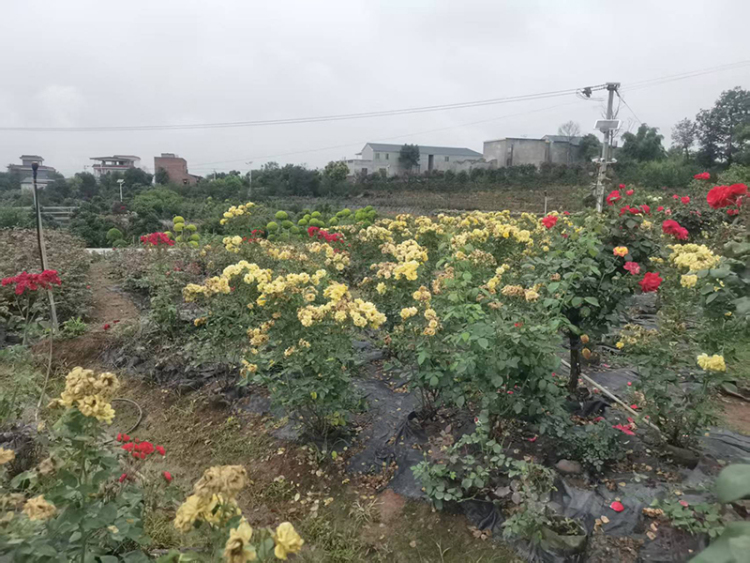 時代光影 百部川揚丨農民企業家數十年堅守與創新 走出農文旅融合鄉村振興路_fororder_羅家花園-攝影-馮巧鳳-(3)