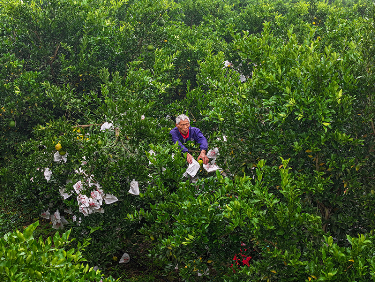 圖片默認標題_fororder_2025年10月29日，在四川省眉山市仁壽縣藕塘鎮明珠村鏵銳柑橘園裏，村民們正在給柑橘套袋。-(5)