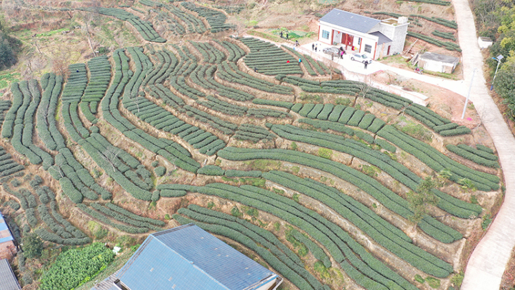 眉山丹棱：茶香漫山野 山間産業興_fororder_航拍丹棱縣張場鎮萬年村茶園