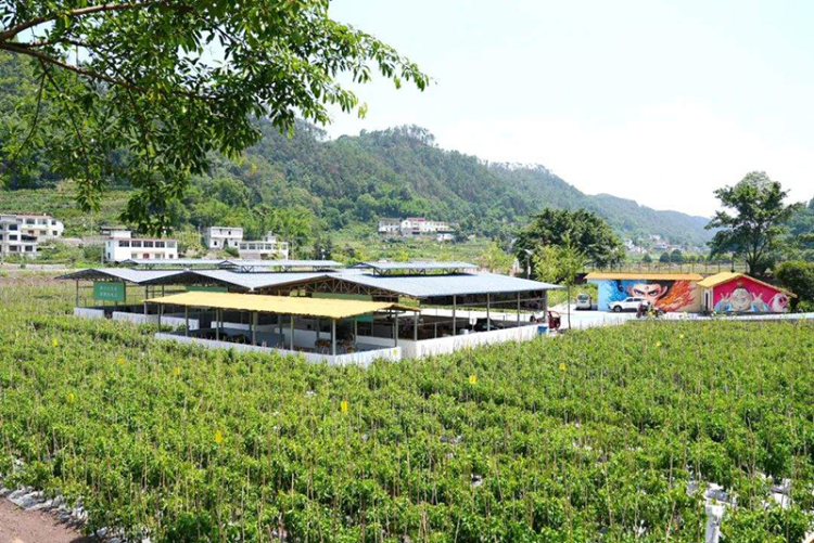 宜賓高縣：“智慧農業”創新實踐 讓美麗鄉村煥發新活力_fororder_慶嶺鎮農耕研學實踐基地一隅-供圖-高縣融媒體中心