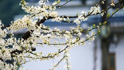 眉山洪雅：千畝李花迎春綻放