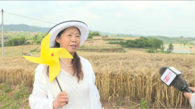 自貢貢井區糧油高産示範片採用機械化收割 繪就豐收新圖景