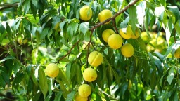 宜賓高縣來復鎮：百花村黃桃採摘正當時
