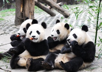 國際主播網紅打卡“熊貓故鄉”雅安 “萌態國寶+治愈生態”刷屏全網