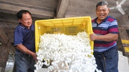 宜賓高縣：春繭迎豐收 蠶農繭款收入預計超1.7億元