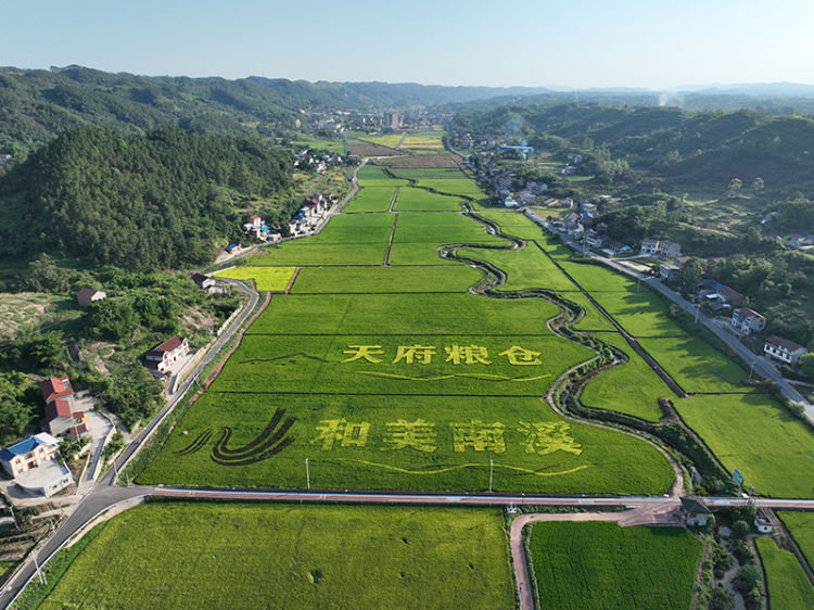 尋找田裏的增收“密碼” 宜賓南溪打造糧油千畝高産片_fororder_南溪區百里衝“天府糧倉”核心示範區-供圖-南溪區融媒體中心