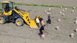 綿竹：土豆喜獲豐收 畝産達6000斤